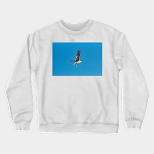 Hovering Larus Californicus 4 Crewneck Sweatshirt